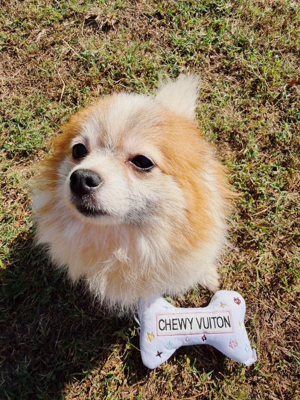 Haute Diggity Dog Chewy Vuitton Chew Toy